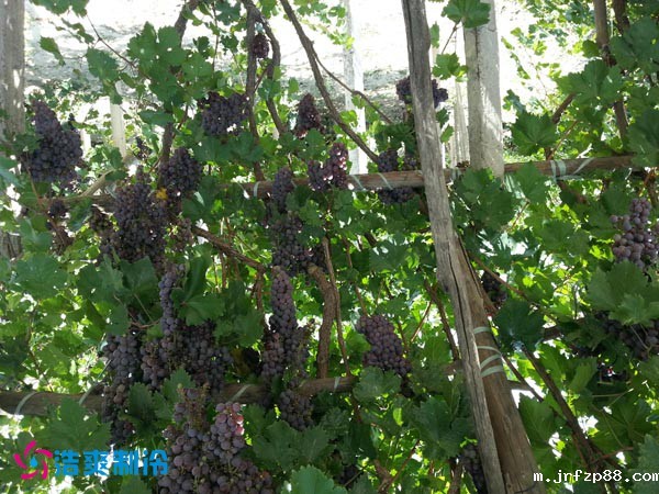 托克托县黄河湿地管理委员会葡萄气调库